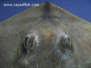 Foto Galerie/Myliobatiformes/Dasyatis pastinaca/Dasyatis pastinaca_05_S.jpg